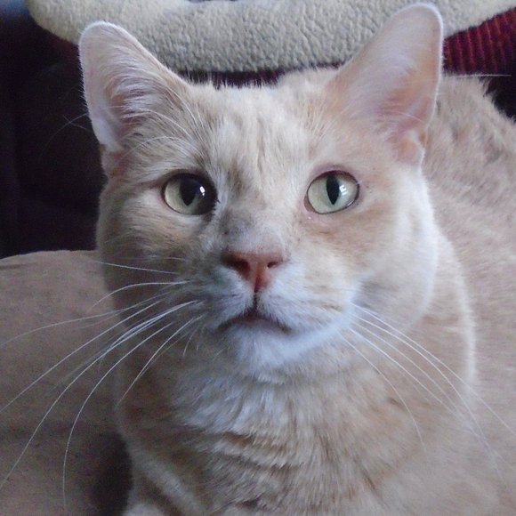 Meet your Posher - Picture 3 of 4